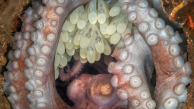 2022 Ocean Art Sualtı Fotoğraf Yarışması 5 01 Kat Zhou
