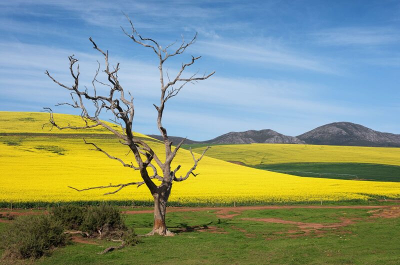 Fotoğrafta Kompozisyon Dengesi Nasıl Sağlanır? 4 03 Bessies Tree