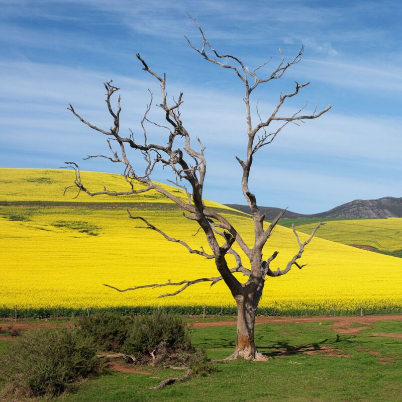 Fotoğrafta Kompozisyon Dengesi Nasıl Sağlanır? 5 04 Bessies Tree Square