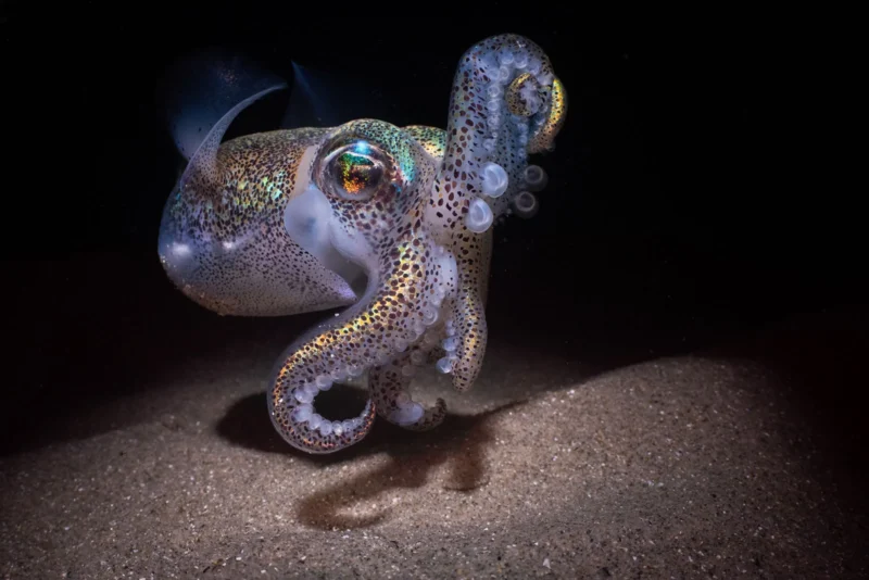 3rd Macro Nicolas REMY Southern bobtail squid