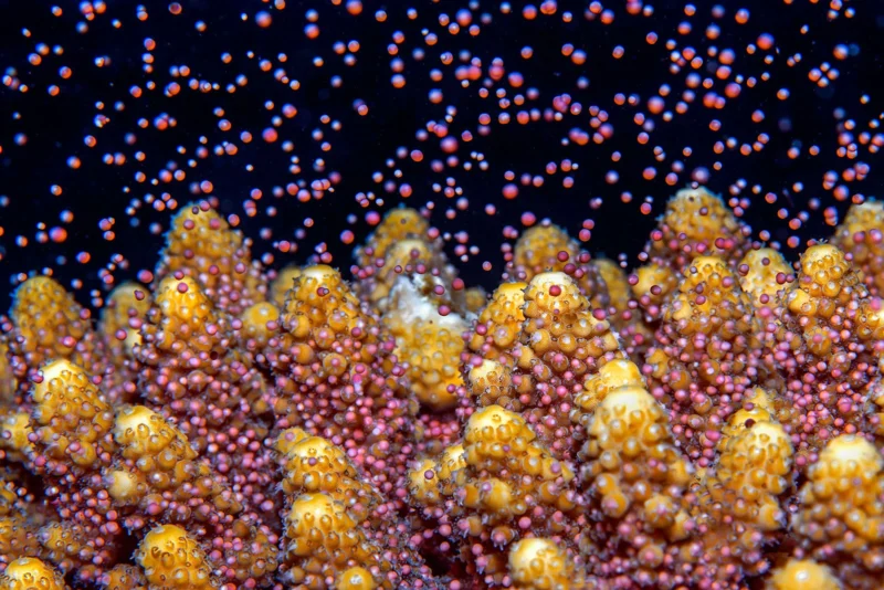3rd Marine Life Behavior Tom Shlesinger Coral Spawning