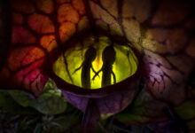 Animals 1st Samantha Stephens Natures Pitfall CUPOTY