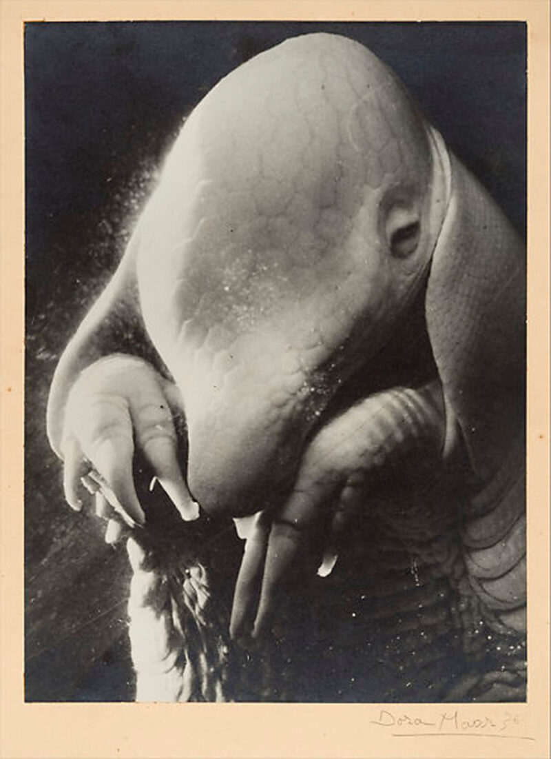 Dora Maar: Resim Ustasının Ardında Saklı Harika Bir Fotoğrafçı 2 Dora Maar: Resim Ustasının Ardında Saklı Harika Bir Fotoğrafçı