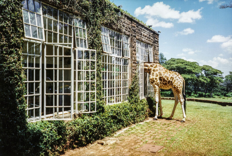 Arthur Elgort Modadaki Gerçeği Nasıl Buldu? 7 Elgort Rubbernecking.Giraffe HiRes 1