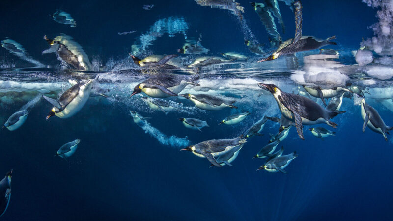 Emperor Reflections Antarctica2011 PaulNicklen