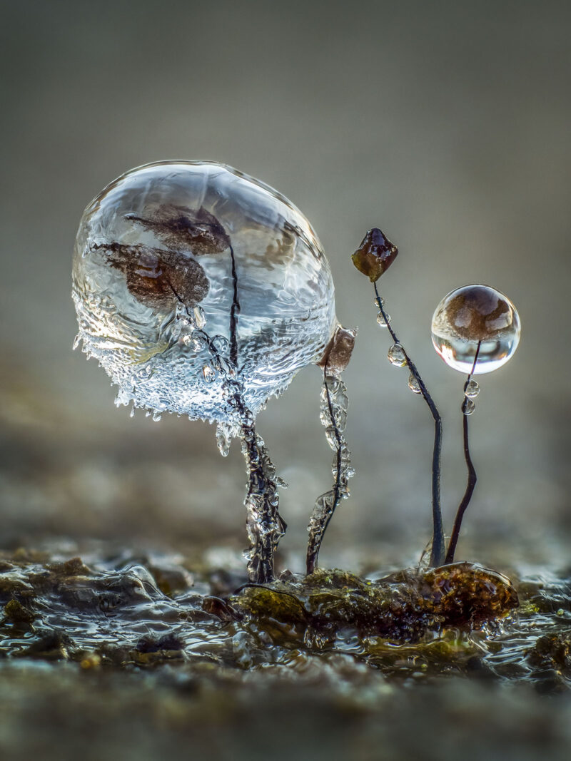 2022 CUPOTY Yarışması Kazananları 4 Fungi 1st Barry Webb Ice Encrusted Comatricha CUPOTY