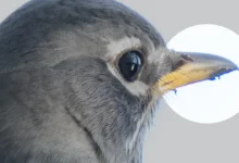 Kromatik Sapma nedir