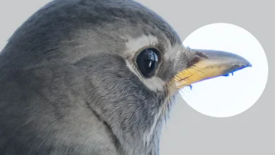 Kromatik Sapma nedir