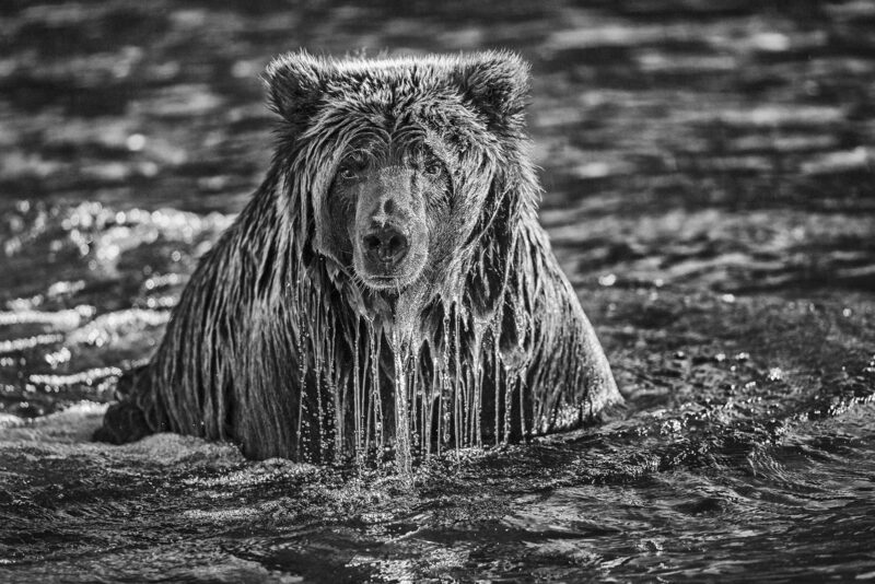 MajestySurfacing YukonCanada2012 PaulNicklen