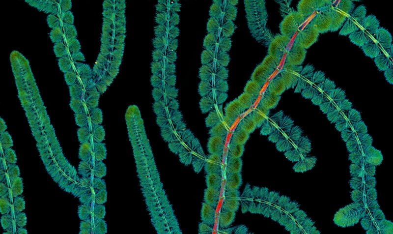 2022 CUPOTY Yarışması Kazananları 10 Micro 1st Marek Mis Batrachospermum red algae CUPOTY