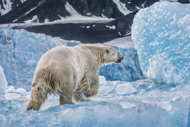 OnAncientIce SvalbardNorway2007 PaulNicklen