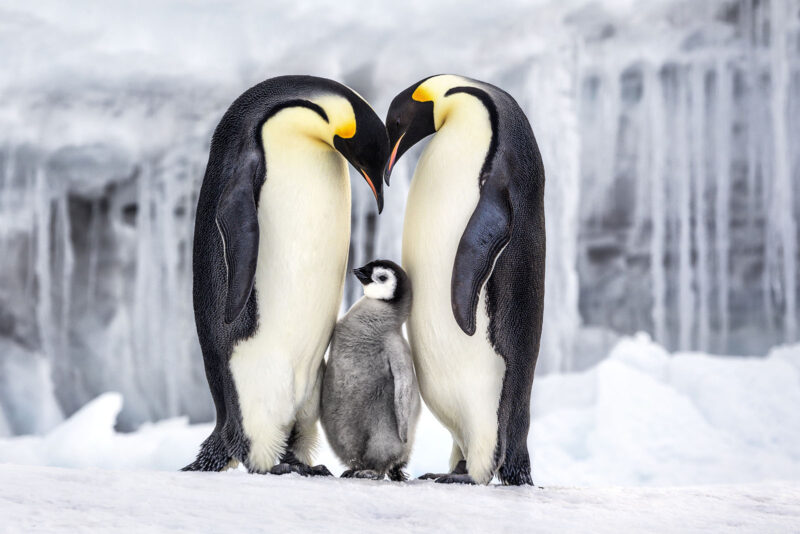 Parenthood RossSeaAntarctica2011 PaulNicklen