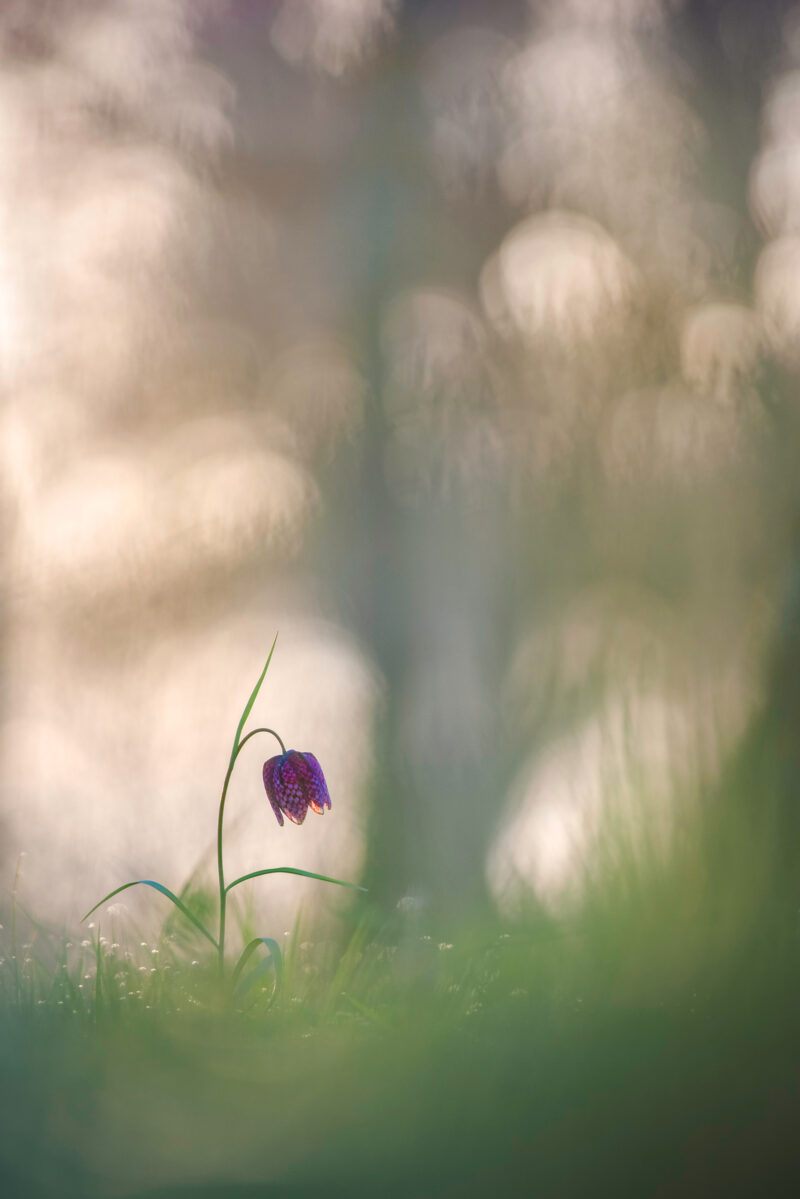 Plants 1st Sebastien Blomme Next to my Tree CUPOTY