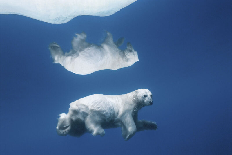 PolarReflections NunavutCanada 2006 PaulNicklen