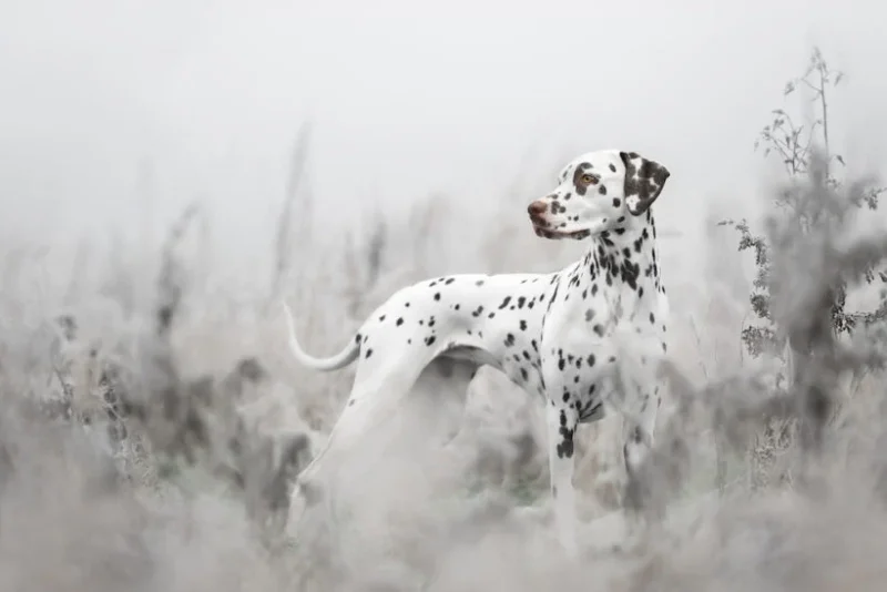 2022 Köpek Fotoğrafçılığı Ödülleri 5 Sophia Hutchinsons Frozen Vigilance has won the International PhoTOGrapher of the Year 2022 title 820x547 1