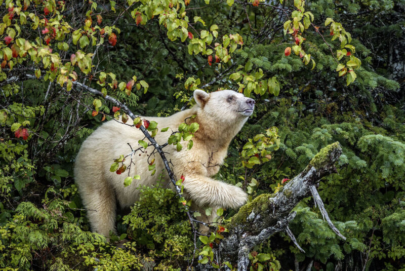 Paul Nicklen: Fotoğrafı Koruma İçin Kullanmak