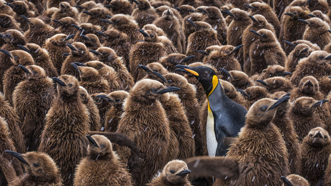 TeenSpirit SouthGeorgia2008 PaulNicklen