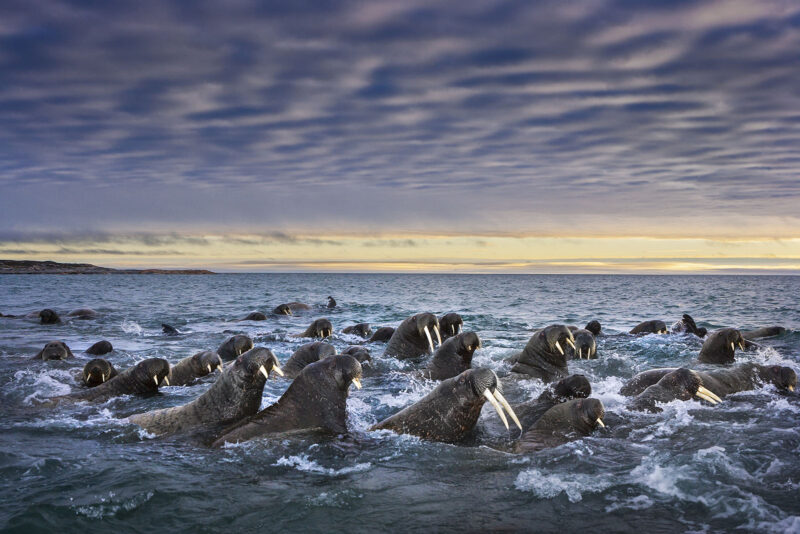 TuskedTitans SpitsbergenNorway2007 PaulNicklen 1