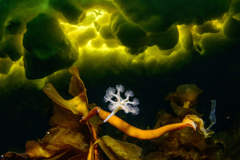 2022 CUPOTY Yarışması Kazananları 6 Underwater 1st Viktor Lyagushkin Little Predator CUPOTY