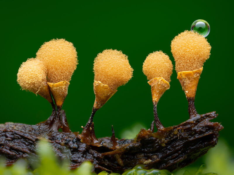2022 CUPOTY Yarışması Kazananları 11 Young 1st Nathan Benstead Hemitrichia calyculata CUPOTY