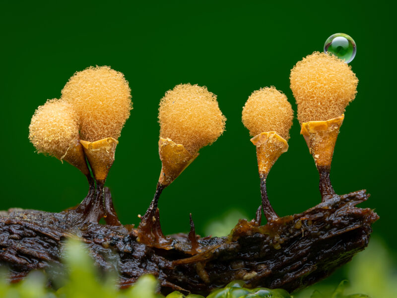 Young 1st Nathan Benstead Hemitrichia calyculata CUPOTY