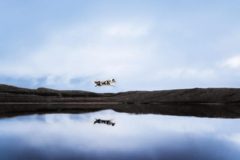 2022 Köpek Fotoğrafçılığı Ödülleri 8 methode times prod web bin 019f219e 91ce 11ed 8b99 f233af7a7956
