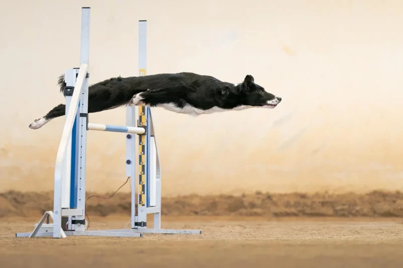 2022 Köpek Fotoğrafçılığı Ödülleri 3 methode times prod web bin 08df5b0e 91ce 11ed 8b99 f233af7a7956