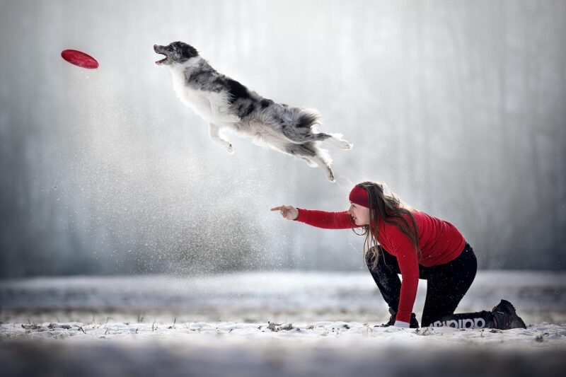 2022 Köpek Fotoğrafçılığı Ödülleri 11 methode times prod web bin 0bbf5856 91ce 11ed 8b99 f233af7a7956
