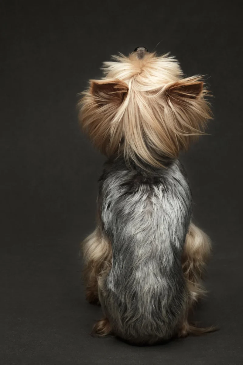 2022 Köpek Fotoğrafçılığı Ödülleri 6 methode times prod web bin fea01a16 91cd 11ed 8b99 f233af7a7956