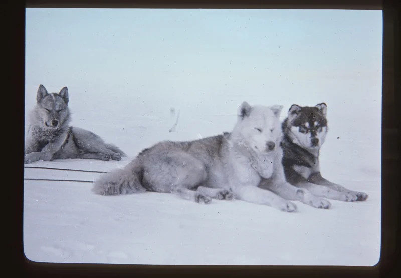 sled dogs