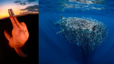 2023 Yilin Sualti Fotografcisi Yarismasinin Kazananlari