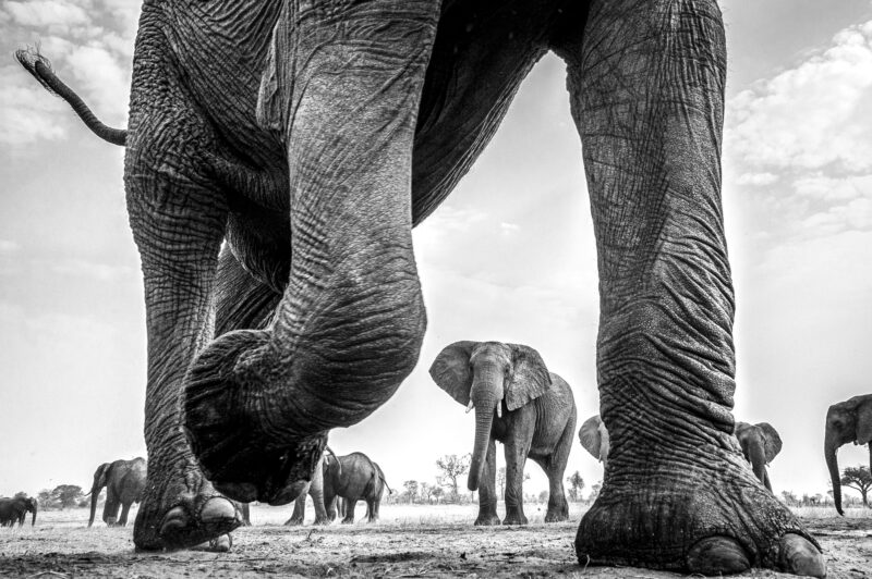 2022 (TPOTY) Yılın Seyahat Fotoğrafçısı 7 37 TPOTY 2022 Mono RU DAllen