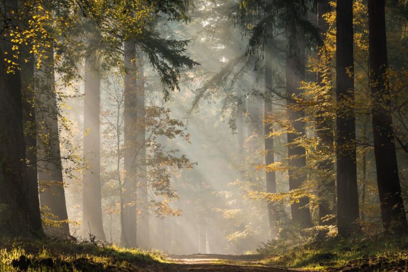 Jeroen Schouten Ormanda Isik Huzmelerinin Fotografi Nasil Cekilir Speulderforest Speulderbos 2