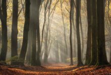 Ormanda Işık Hüzmelerinin Fotoğrafı Nasıl Çekilir? 7 Jeroen Schouten Photographing Sunrays Speulderforest Speulderbos 1