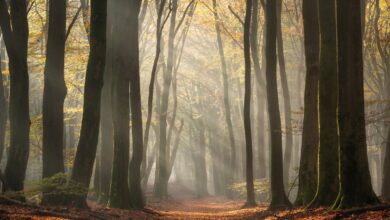 Jeroen Schouten Photographing Sunrays Speulderforest Speulderbos 1