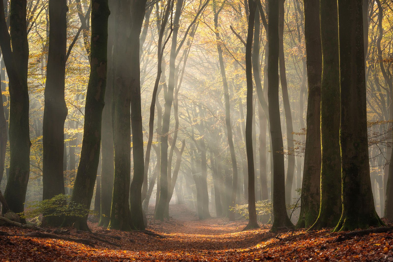 Jeroen Schouten Photographing Sunrays Speulderforest Speulderbos 1