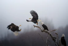 National Geographic - Yılın Fotoğrafları 2023 13 POY1