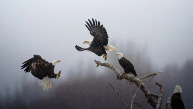 National Geographic - Yılın Fotoğrafları 2023 17 POY1