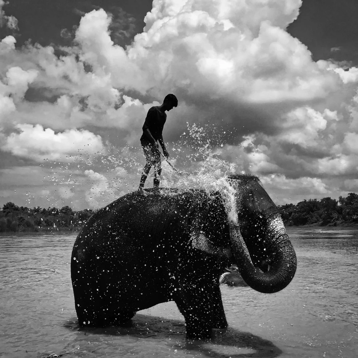 B W Washing Elephant Chitwan by Shuolong Ma iPhone7