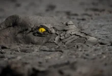 Dünya Doğa Fotoğrafçılığı Ödülleri (WNPA) 2023 14 Dunya Doga Fotografciligi Odulleri WNPA