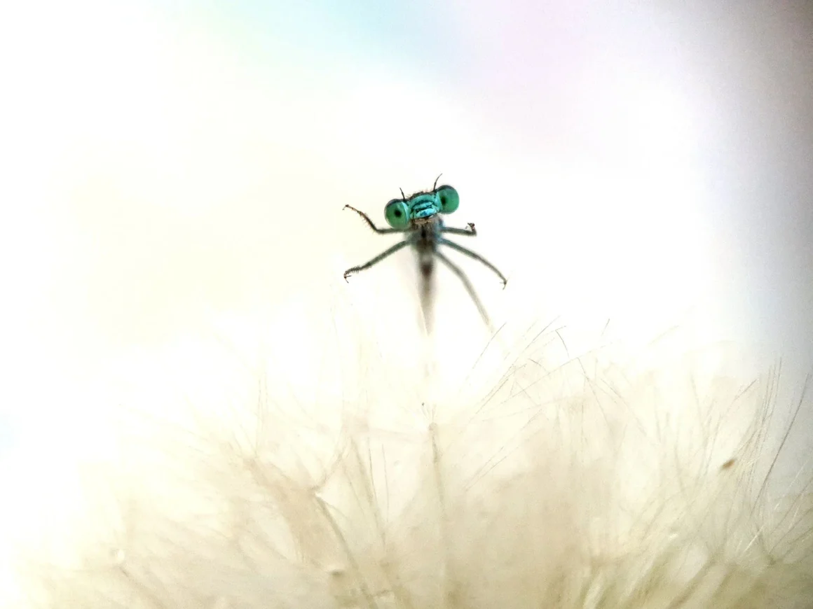 Geleneksel 12. Mobil Fotoğrafçılık Ödülleri 12 Macro Eyes by Fabio Sartori Samsung SM N970F 29090 39514
