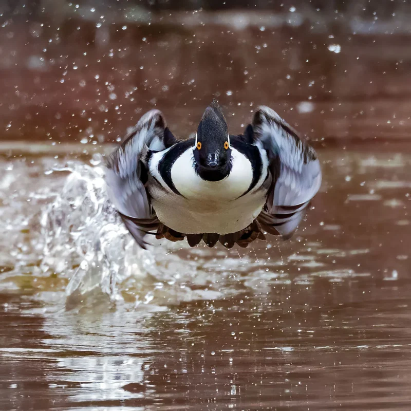 behavior birds GOLD © Charles Schmidt Im Coming for You