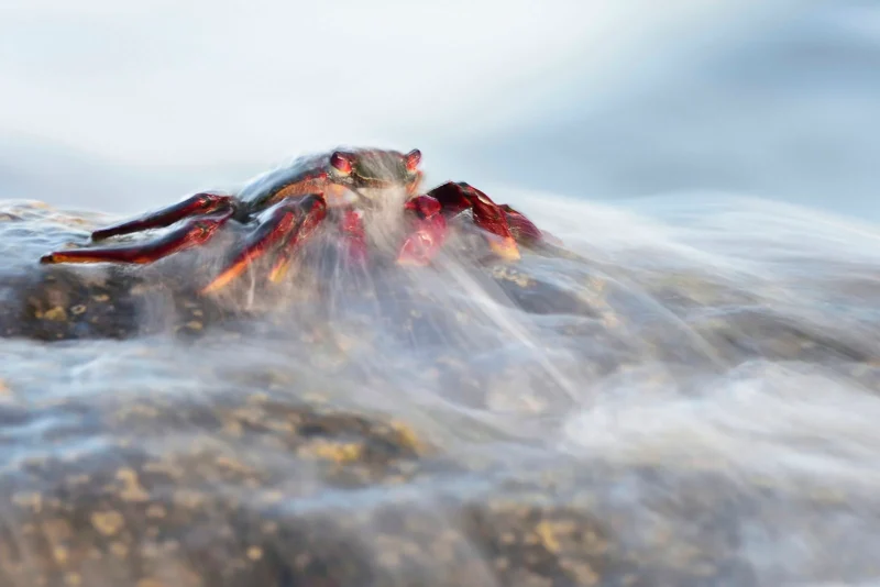 behavior invertebrates GOLD©Javier Herranz Casellas The ghost of the rocks