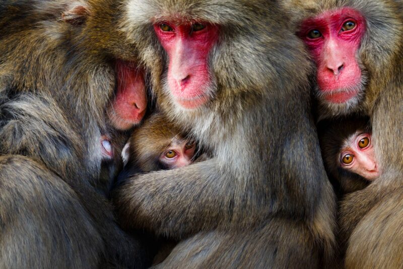 Dünya Doğa Fotoğrafçılığı Ödülleri (WNPA) 2023 7 behavior mammals GOLD ©Hidetoshi Ogata Playgroup