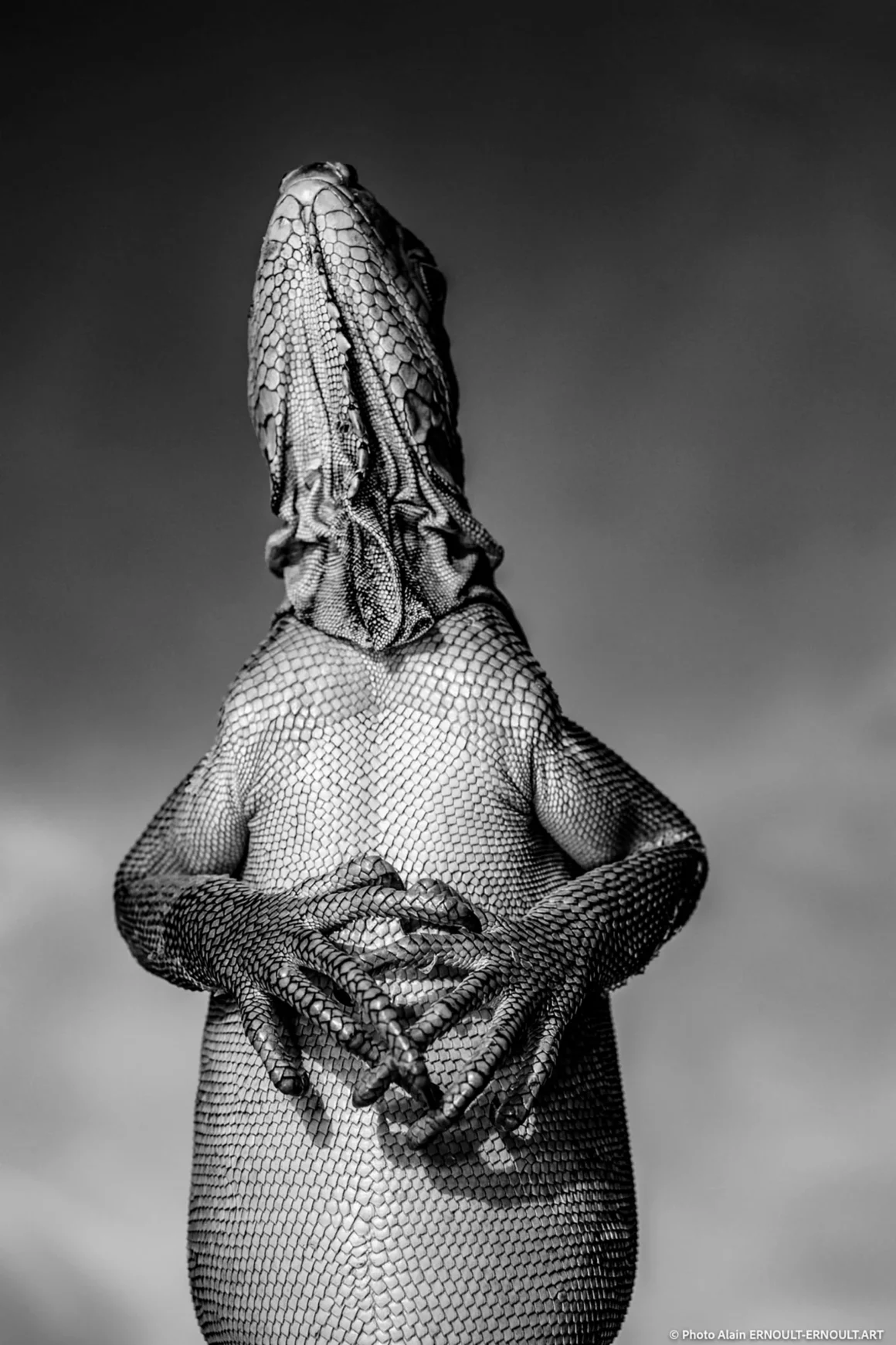 Dünya Doğa Fotoğrafçılığı Ödülleri (WNPA) 2023 8 black and white GOLD©Ernoult Alain Thankfulness