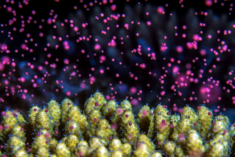 Dünya Doğa Fotoğrafçılığı Ödülleri (WNPA) 2023 9 nature art GOLD©Tom Shlesinger Underwater colorful snowstorm