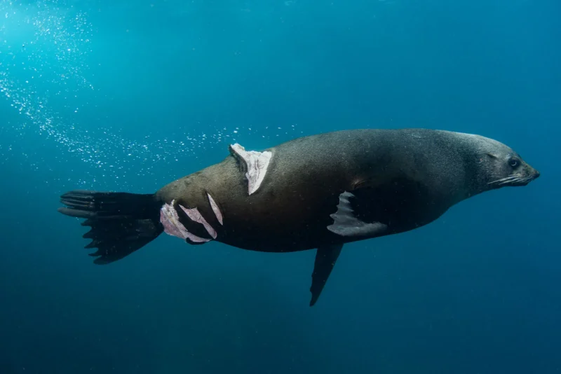 Dünya Doğa Fotoğrafçılığı Ödülleri (WNPA) 2023 10 nature photojournalism GOLD©Nicolas Remy Injured fur seal
