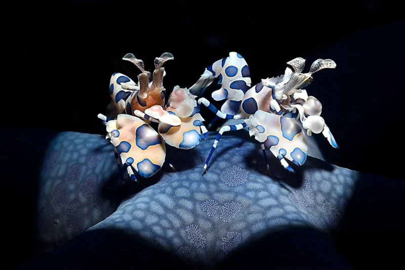 Dünya Doğa Fotoğrafçılığı Ödülleri (WNPA) 2023 14 underwater GOLD©Adriano Morettin Harlequin shrimps