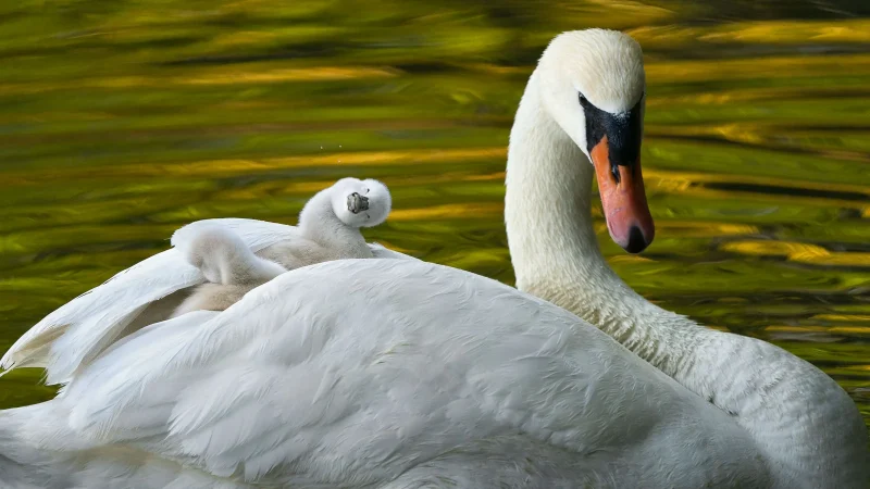 İyi Bir Fotoğraf İçin 7 Temel Unsur 6 John Fan'ın fotoğrafı