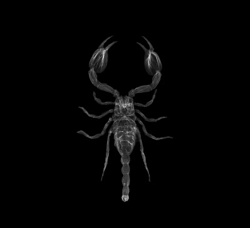 Andrei Duman: X-Ray 15 duman scorpion